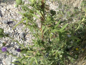 Cirsium vulgare a Latina